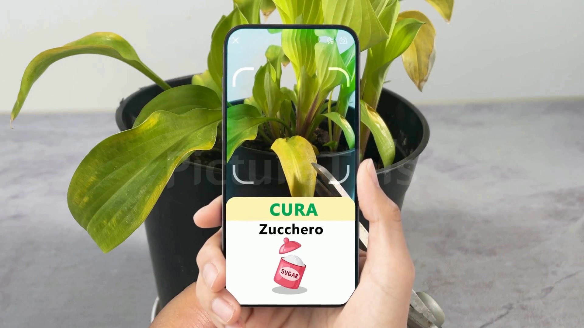 PictureThis video poster showing a phone framing the yellowing leaves of a potted plant